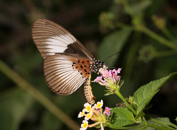 Acraea alcinoe, female, Kakum, Ghana