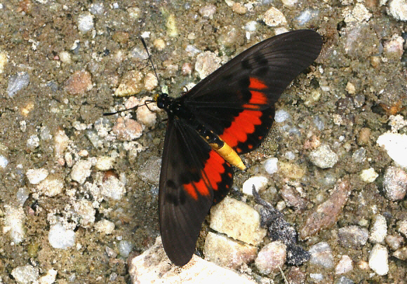 Acraea perenna, Wli Falls, Ghana / Togo border