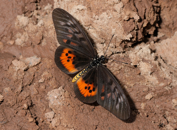 Ward’s Glorious Acraea