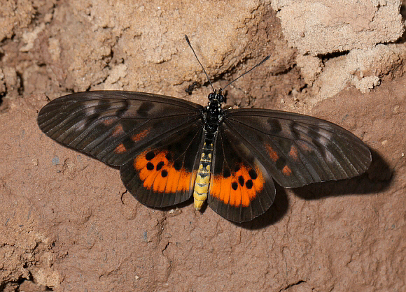 Acraea pharsalus, Bobiri forest, Ghana