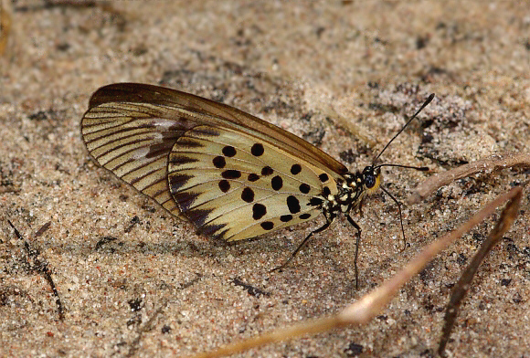 Acraea pharsalus, Bobiri forest, Ghana