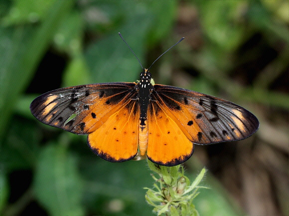 Acraea pseudegina, Atewa Hills, Ghana