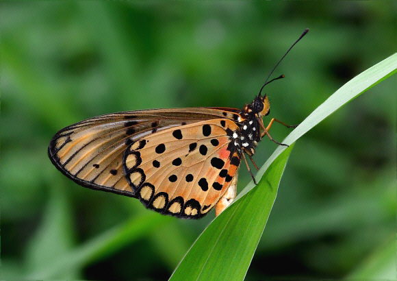 Westwood’s Acraea