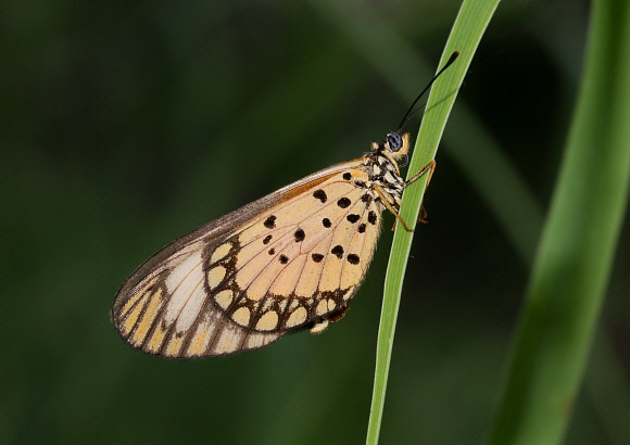 Dancing Acraea