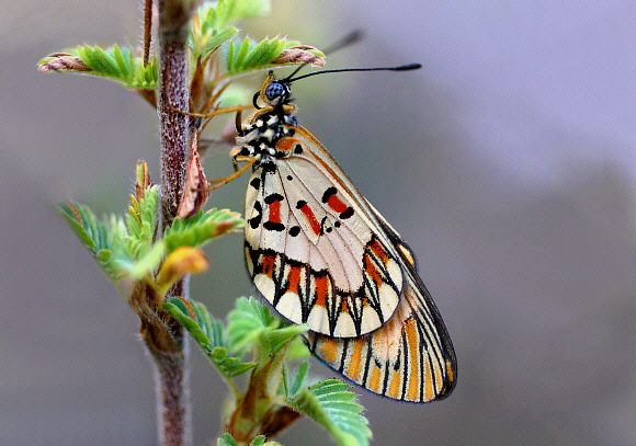 Red-barred Acraea