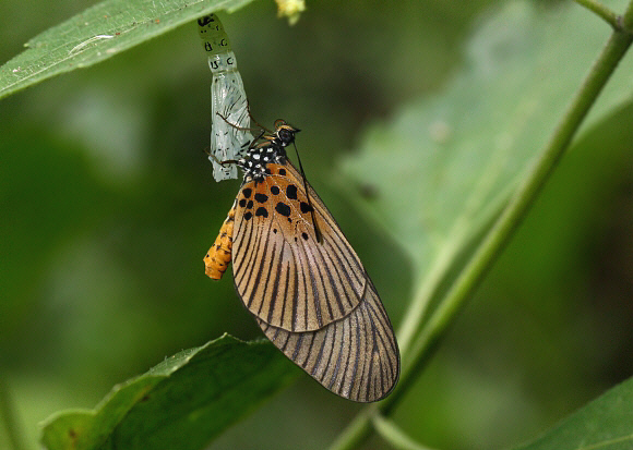 Acraea alciope female, Likpe Hills, Ghana