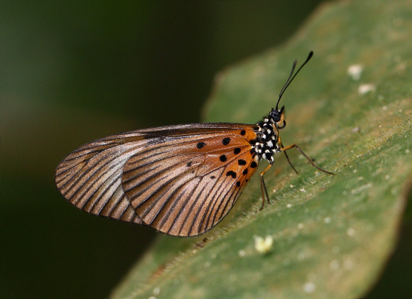 Acraea vestalis vestalis, Likpe Hills, Ghana – Adrian Hoskins