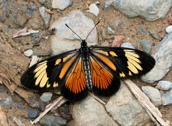 Actinote anteas anteas, Tatama NP, Colombia - Adrian Hoskins