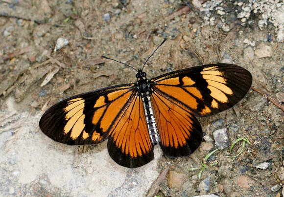 Actinote anteas anteas, Tatama NP, Colombia - Adrian Hoskins