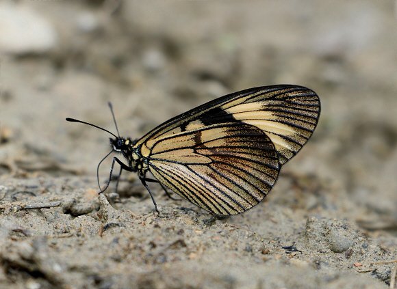 Actinote anteas anteas, Tatama NP, Colombia - Adrian Hoskins