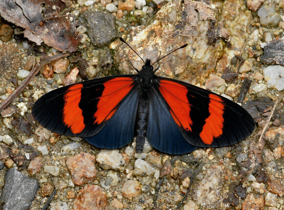 Red-banded Altinote