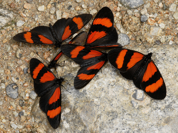 Altinote dicaeus callianira, males, San Pedro, Madre de Dios, Peru - Adrian Hoskins