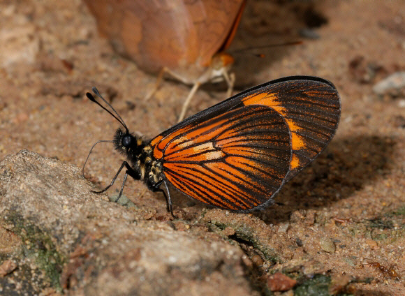 Altinote negra demonica, Satipo, Peru - Adrian Hoskins