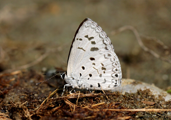 Common Hedge Blue