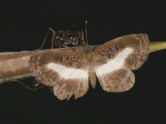 Cherry-spot Metalmark