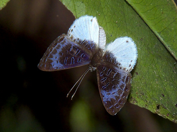 Huebner’s Metalmark