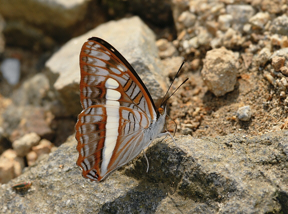 Adelpha alala negra, male, Manu cloudforest, 1500m, Madre de Dios, Peru - Adrian Hoskins