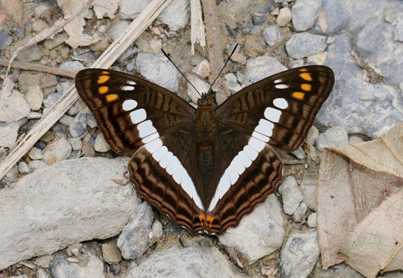 Adelpha alala negra, Tatama NP, Colombia - Adrian Hoskins