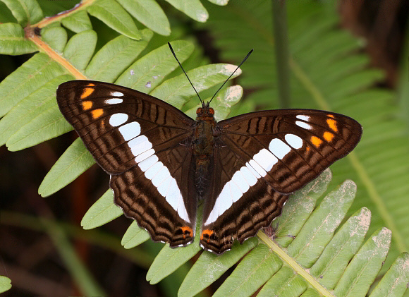 Adelpha alala negra, Tatama NP, Colombia - Adrian Hoskins