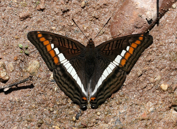 Adelpha aricia serenita, Bosque Sho'llet, Peru - Emily Halsey