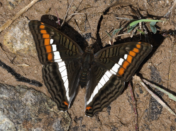 Adelpha aricia serenita, Bosque Sho'llet, Peru - Adrian Hoskins