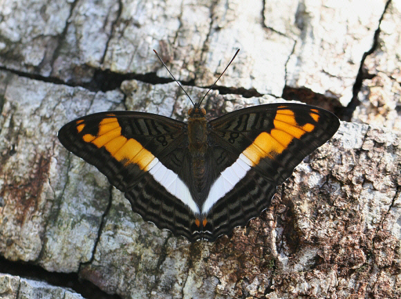 Adelpha capucinus, Rio Pindayo, Peru - Adrian Hoskins