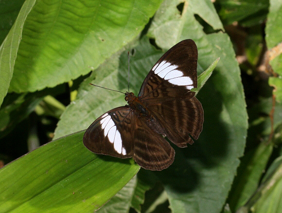 Adelpha epione agilla, Tingo Maria, Peru – Adrian Hoskins