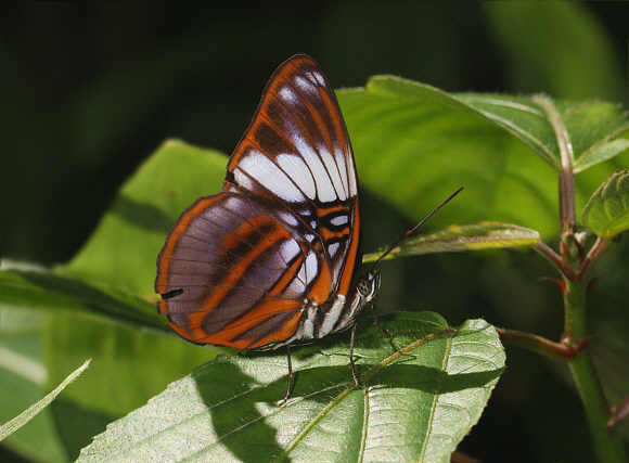 White-barred Sister