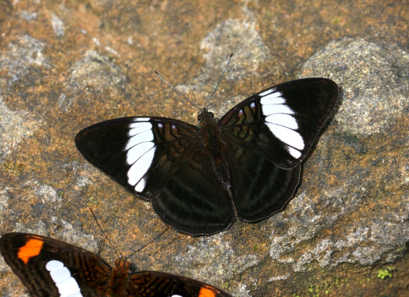 Adelpha epione agilla, Rio Shima, Satipo, Peru – Adrian Hoskins