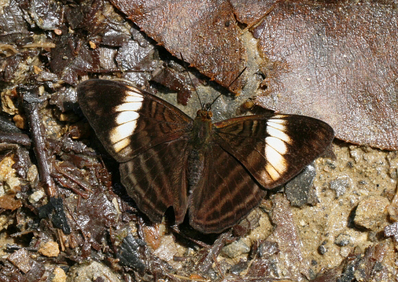 Adelpha ethelda eponina, Tatama NP, Colombia – Adrian Hoskins