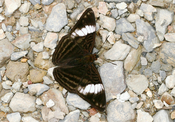 Adelpha ethelda eponina, Tatama NP, Colombia – Adrian Hoskins