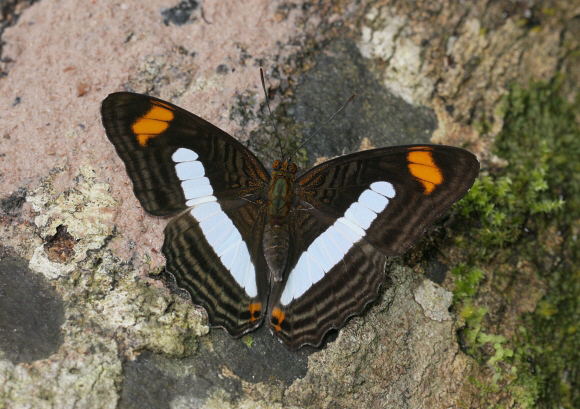 Adelpha iphiclus, Satipo, Peru - Adrian Hoskins