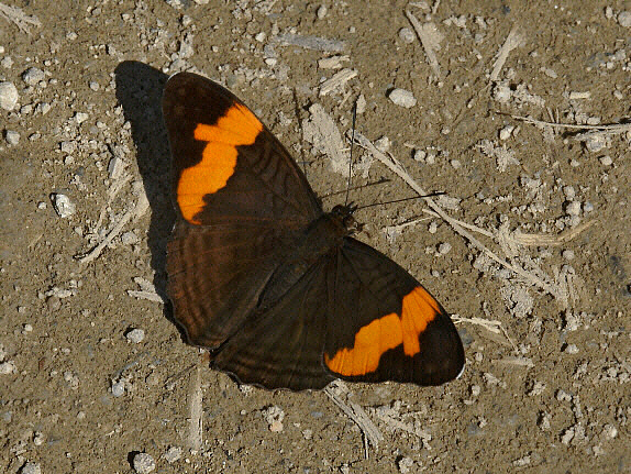 Adelpha saundersii, male, Manu cloudforest, 1600m, Madre de Dios, Peru