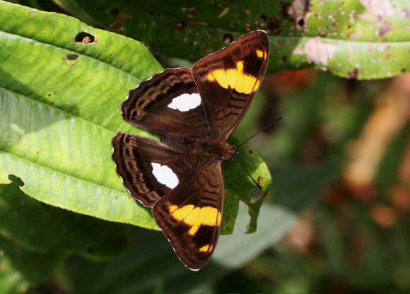 Adelpha justina, Otun-Quimbaya, Colombia - Adrian Hoskins