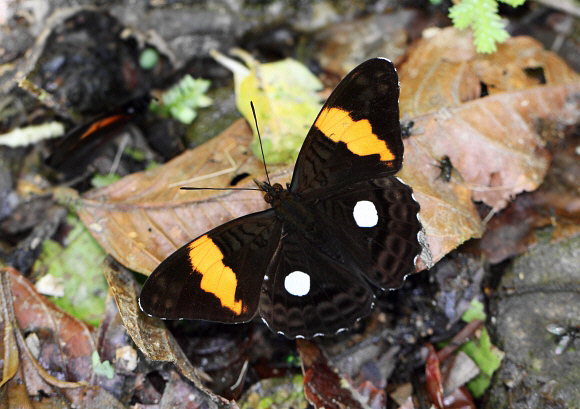 Adelpha leucophthalma, Tatama NP, Colombia - Adrian Hoskins