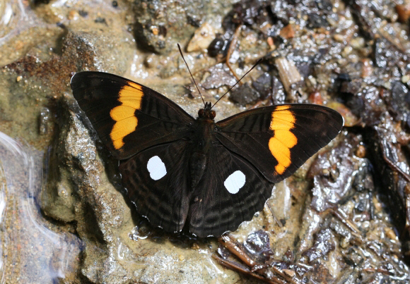 Adelpha leucophthalma, Tatama NP, Colombia - Adrian Hoskins