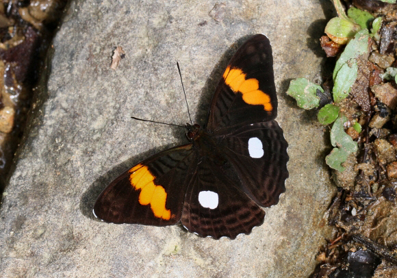 Adelpha leucophthalma, Tatama NP, Colombia - Adrian Hoskins