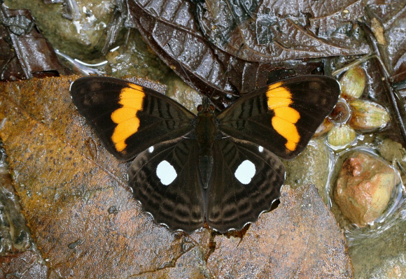 White-spot Sister