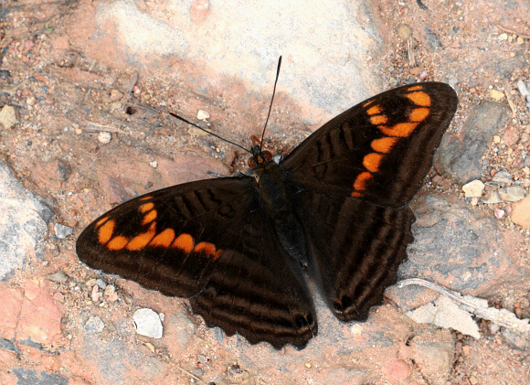 Adelpha levona, Tatama NP, Colombia – Adrian Hoskins