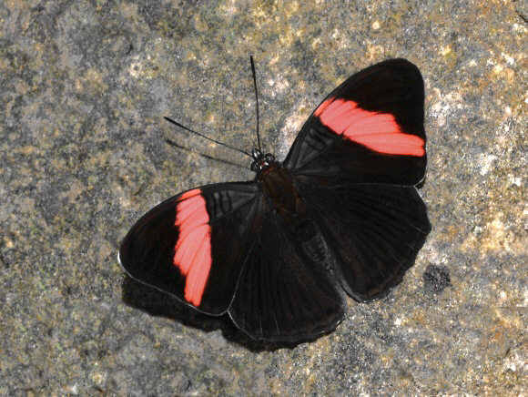 Adelpha lycorias lara, Satipo, Peru - Adrian Hoskins