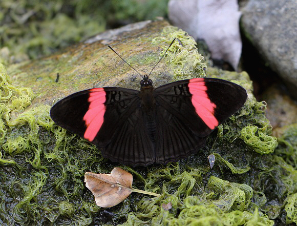 Adelpha lycorias lara, Satipo, Peru - Adrian Hoskins