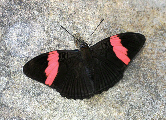 Pink-banded Sister