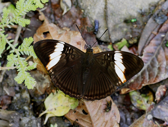 Adelpha lycorias wallisii, Tatama NP, Colombia - Adrian Hoskins