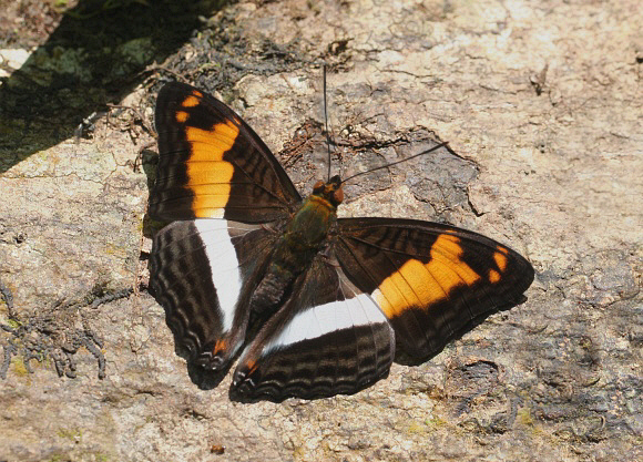 Adelpha malea, Satipo, Peru - Peter Bruce-Jones