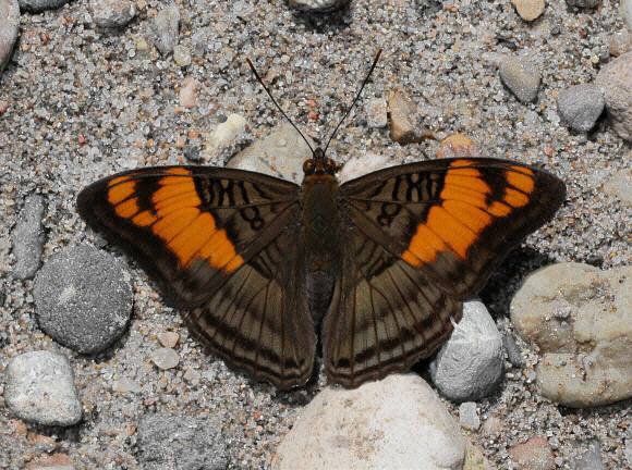 Adelpha mesentina, Satipo, Peru – Adrian Hoskins