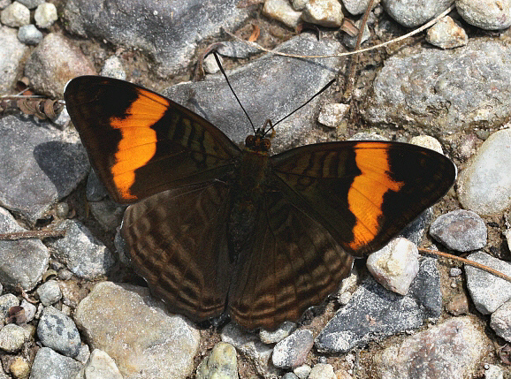 Adelpha saundersii colada, Huanuco, Peru