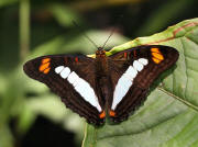 Adelpha%20serpa%20celerio%202240 001a small - Learn Butterflies