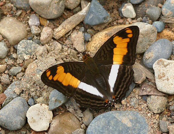 Adelpha thesprotia, Rio Madre de Dios, Peru - Adrian Hoskins