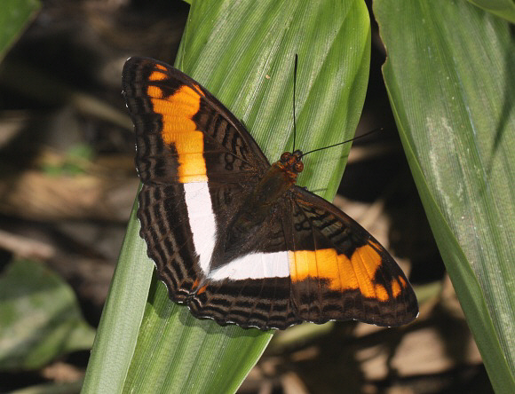 Adelpha thesprotia, Rio Madre de Dios, Peru - Adrian Hoskins