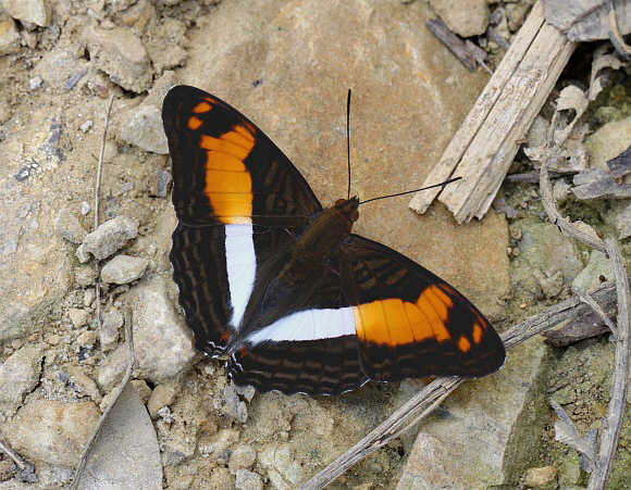 Adelpha thesprotia, Rio Shima, Junin, Peru - Adrian Hoskins